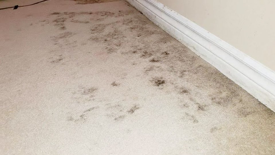 Does Steam Cleaning Kill Mold in Carpet