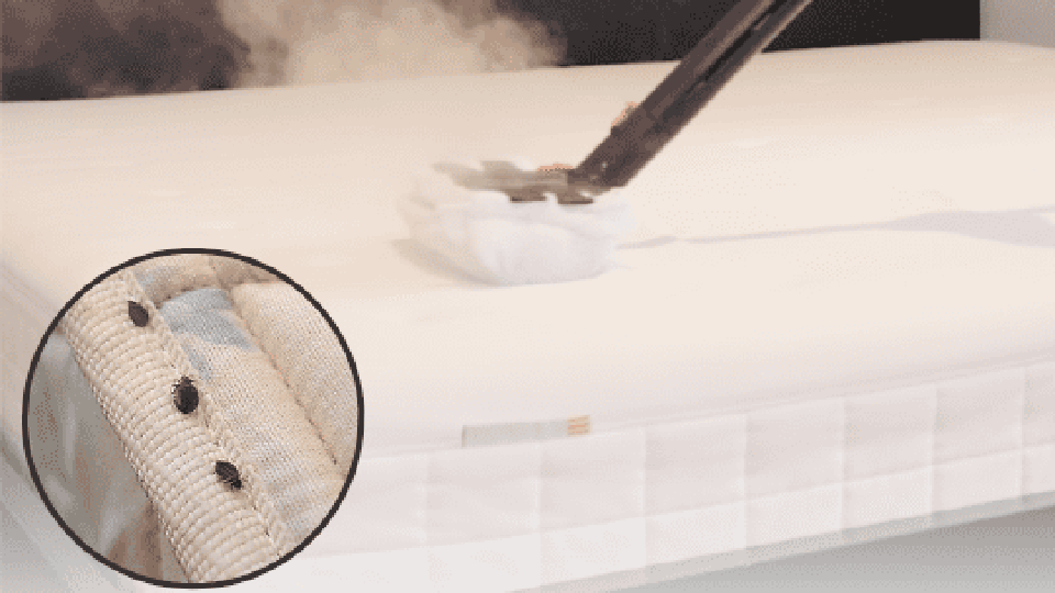 How to Steam Clean a Mattress for Bed Bugs?